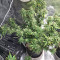 Pakistan Chitral Kush Standard (Ace Seeds) Cannabis-Samen