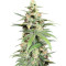 Pakistan Chitral Kush Standard (Ace Seeds) Cannabis-Samen