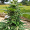 Purple Punch Autoflower (Seedstockers) Cannabis-Samen