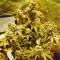 Sour Tangie (Reserva Privada) Cannabis-Samen