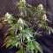 Sour Tangie (Reserva Privada) Cannabis-Samen