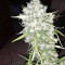 Super Auto Lemon Haze (Original Sensible Seeds) Cannabis-Samen