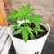 Automatic (Big Buddha Seeds) Cannabis-Samen