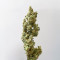 Berry Bomb Auto (Bomb Seeds) Cannabis-Samen