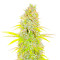 Candy Kush Fast Version feminisierte Samen (EGS)