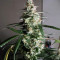 Chiesel (Big Buddha Seeds) Cannabis-Samen