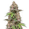 DDoS #33 feminisierte Samen (Herbies Seeds)
