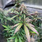 Delicious Cookies Early Version feminisierte Samen (Delicious Seeds)