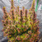 Grand Daddy Purple Fast Version feminisierte Samen (EGS)
