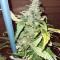 Mango Crunch regular (RQS) Cannabis-Samen