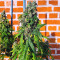Marula Fruit regular (RQS) Cannabis-Samen
