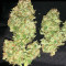 Orange Juice (Dinafem Seeds) Cannabis-Samen