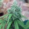 Quick Critical + (Dinafem Seeds) Cannabis-Samen