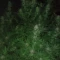 Eleven Roses (Delicious Seeds) Cannabis-Samen zu verkaufen