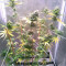 Kuchi (Devils Harvest Seeds) Cannabis-Samen zu verkaufen