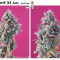 Big Devil XL Auto Cannabis-Samen Kaufen