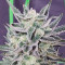 Bruce Banner Auto Cannabis-Samen Kaufen