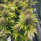 Super Silver Haze Cannabis-Samen Kaufen