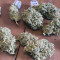 Z Auto Cannabis-Samen Kaufen