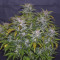 Wedding Cake Auto (Original Sensible Seeds) Cannabis-Samen zu verkaufen