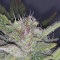Gorilla Z Auto Cannabis-Samen Kaufen