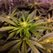 Glookies (Barney's Farm) Cannabis-Samen zu verkaufen