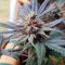 Wedding Cake (Barney's Farm) Cannabis-Samen zu verkaufen