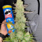 Kaufe Gorilla Z Auto Samen feminisiert von Fast Buds