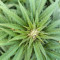 Mimosa Shot Cannabis-Samen Kaufen