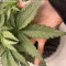 Kaufe Runtz Punch Samen feminisiert von Herbies Seeds