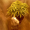 Critical Kush Cannabis-Samen Kaufen