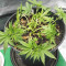 Skywalker Haze feminisierte Samen (Dutch Passion)