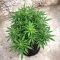 Auto Bruce Banner XXL (Advanced Seeds)