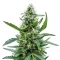 Auto Northern Lights XXL (00 Seeds)