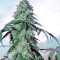 Blue Gelato 41 feminisierte Samen