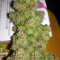 Blueberry Glue Auto (Expert Seeds) Cannabis-Samen