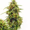 Buddha Medikit Auto CBD (Buddha Seeds) Cannabis-Samen