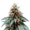 Chemdog Gorilla (Expert Seeds)