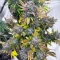 Crème De la Chem Auto (Mephisto Genetics) Cannabis-Samen