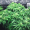 Do-Si-Dos OG (Original Sensible Seeds) Cannabis-Samen