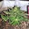 Gorilla Auto (GG#4 Original Glue Auto) (Expert Seeds) Cannabis-Samen