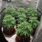 Oreoz (00 Seeds)