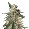 Pink Kush (Barney's Farm) Cannabis-Samen