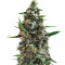 Shogun (RQS) Cannabis-Samen