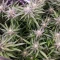 Solomatic Auto CBD (RQS) Cannabis-Samen