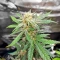 Sour Apple Autoflower feminisierte Samen (Humboldt Seed Company)