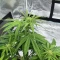 Special Queen 1 Auto feminisierte Samen (Royal Queen Seeds)