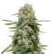 Super Silver Haze (GHS) Cannabis-Samen