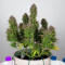 THC Bomb Auto (Bomb Seeds) Cannabis-Samen