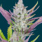 Wedding Glue Auto feminisierte Samen (Fast Buds)